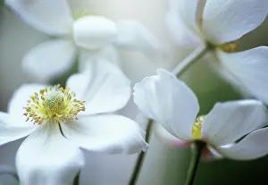 Away: Anemone