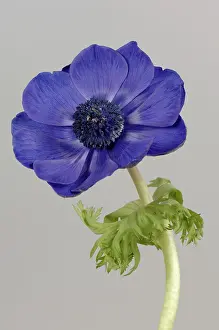 Sepals: Anemone
