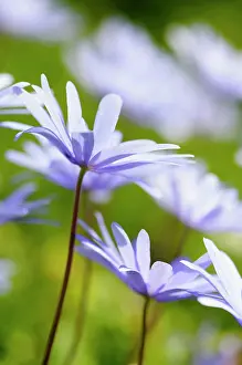 Blanda: Anemone, Anemona blanda, Side view of mauve coloured flowers