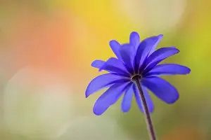 Blanda: Anemone, Anemone blanda cultivar, Purple subject
