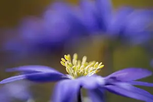 Stamen: Anemone, Anemone blanda cultivar, Purple subject