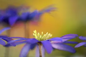 020617: Anemone, Anemone blanda cultivar, Purple subject