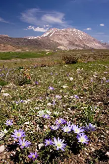 Blanda: An anemone - Anemone blanda - near the snow-line