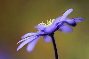 Blanda: Anemone, Anemone blanda, Purple subject