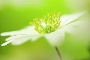 Blanda: Anemone, Anemone blanda, White subject, Green background