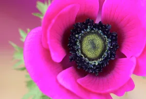 Coronaria: Anemone, Anemone coronaria De Caen, Pink subject