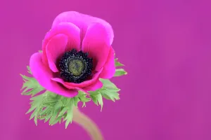 Coronaria: Anemone, Anemone coronaria De Caen, Pink subject