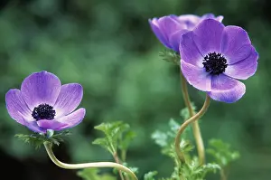 Stamen: Anemone, Anemone coronaria De Caen, Purple subject