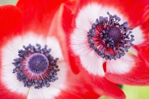 Coronaria: Anemone, Anemone coronaria De Caen, Red subject