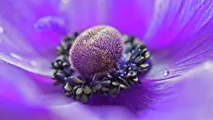 Coronaria: Anemone, Anemone coronaria, Close macro cropped