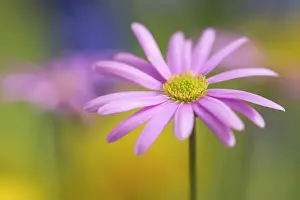 Tuber: Anemone, Anemone cultivar, Pink subject