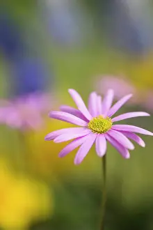 Tuber: Anemone, Anemone cultivar, Pink subject