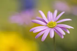 Stamen: Anemone, Anemone cultivar, Pink subject