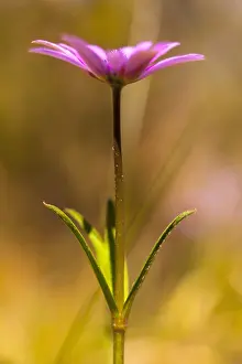 Hortensis: Anemone, Anemone heldreichi, Hortensis, Side view