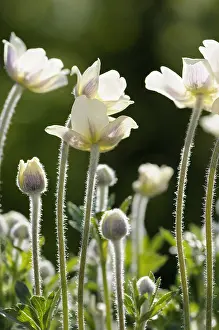 Cool: Anemone, Anemone multiifida, White subject