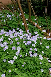 Arboretum: Anemone apennina - These found on woodland fringes