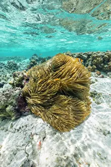Tentacles: Anemone - With blackfoot Anemone Fish - Maldives