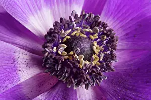 Stamens: Anemone - close-up showing stamens & pollen