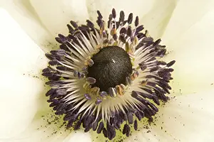 Stamens: Anemone - close-up showing stamens & pollen