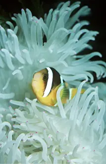 Tentacles: ANEMONE / CLOWN FISH
