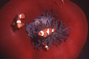 Anemones: Anemone / Clown Fish