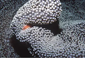Anemones: ANEMONE / CLOWN FISH - with large anemone