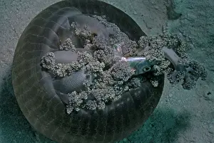 Sting: Anemone, Corallimorpharian - with fish trapped