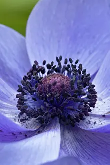 Coronaria: Anemone coronaria cultivar, Close view of centre