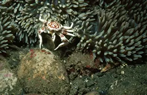 Neopetrolisthes: Anemone Crab - feeding