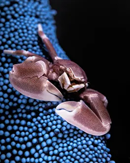 Crabs: Anemone crab (Neopetrolisthes maculatus) in its