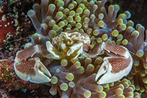 Lobster: Anemone crab (Neopetrolisthes maculatus), in a Mertens