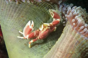 Flores: Anemone Crab (Neopetrolisthes ohshimai)