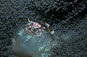 Anemonefishes: Anemone Crab - & Saddle back anemonefish. Sharing