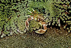 Neopetrolisthes: Anemone Crab - using its delicate nets, sweeping