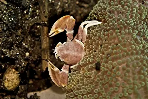 Neopetrolisthes: Anemone Crab - using its delicate nets sweeping