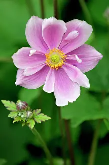 Crispa: Anemone crispa - A hardy herbaceous perennial