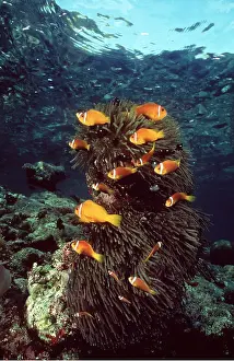 Stripes: Anemone Fish and Clown Fish