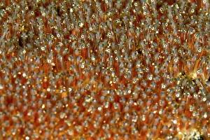 Anemonefishes: Anemone Fish Eggs