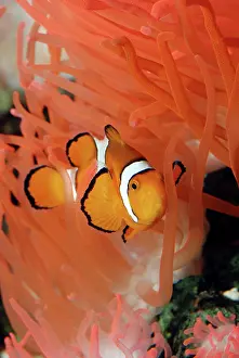 Ocellaris: Anemone Fish - unharmed among tentacles of sea anemone