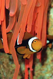 Ocellaris: Anemone Fish - unharmed among tentacles of sea anemone