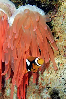Anemone Fish - unharmed among tentacles of sea anemone