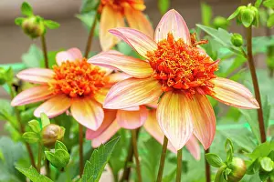 Apricot: Anemone-flowered Dahlia, Dahlia Totally Tangerine