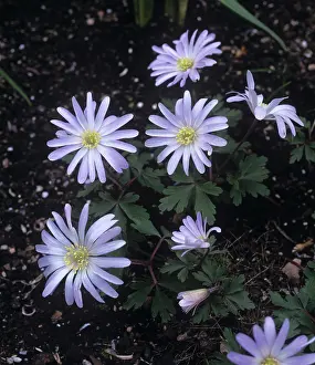 Blanda: Anemone Flowers