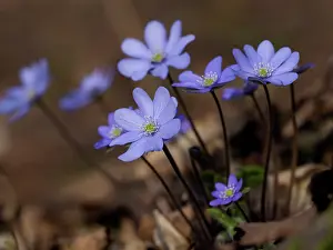 Anemones: Anemone hepatica, Germany