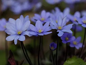 Anemones: Anemone hepatica, Germany