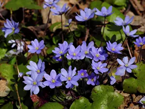 Anemones: Anemone hepatica, Germany