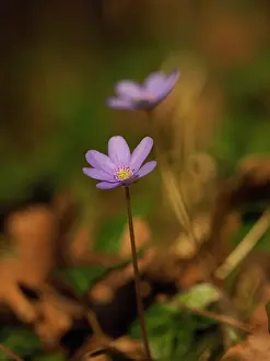 Anemones: Anemone hepatica, Germany