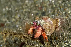 Shellfishes: Anemone Hermit Crab