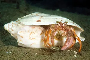 Hermit: Anemone Hermit Crab
