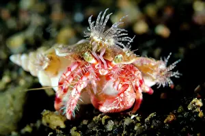 Pantar: Anemone Hermit Crab with anemones (Calliactis polypus)
